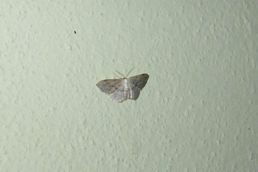 Ancora problemi con i Geometridae....